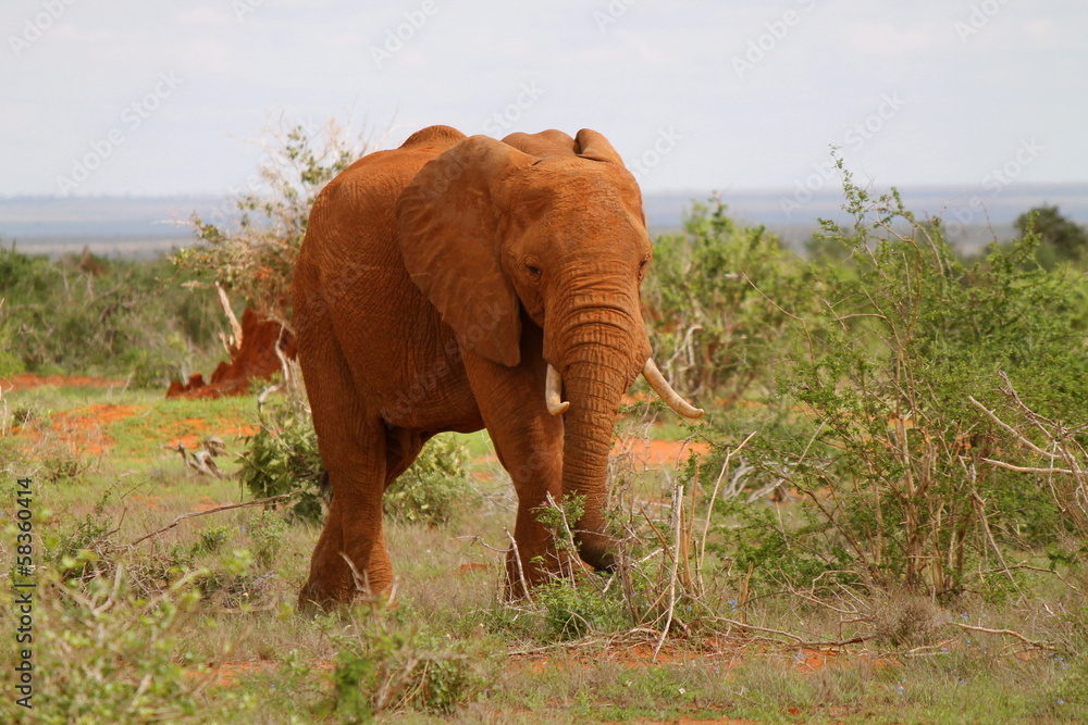 Naklejka premium Elefante