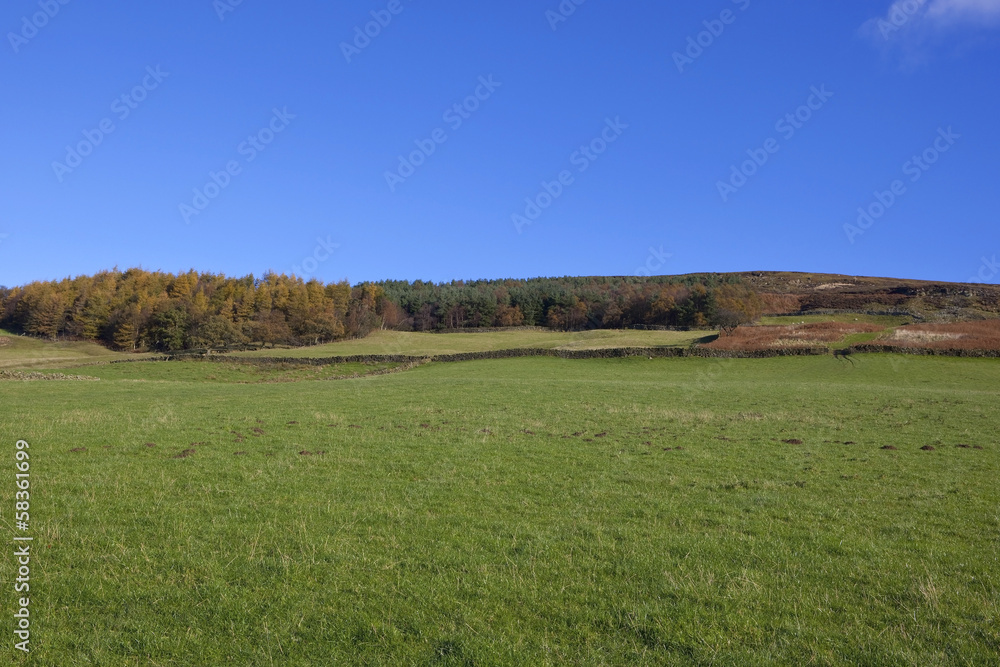 upland meadows and woods