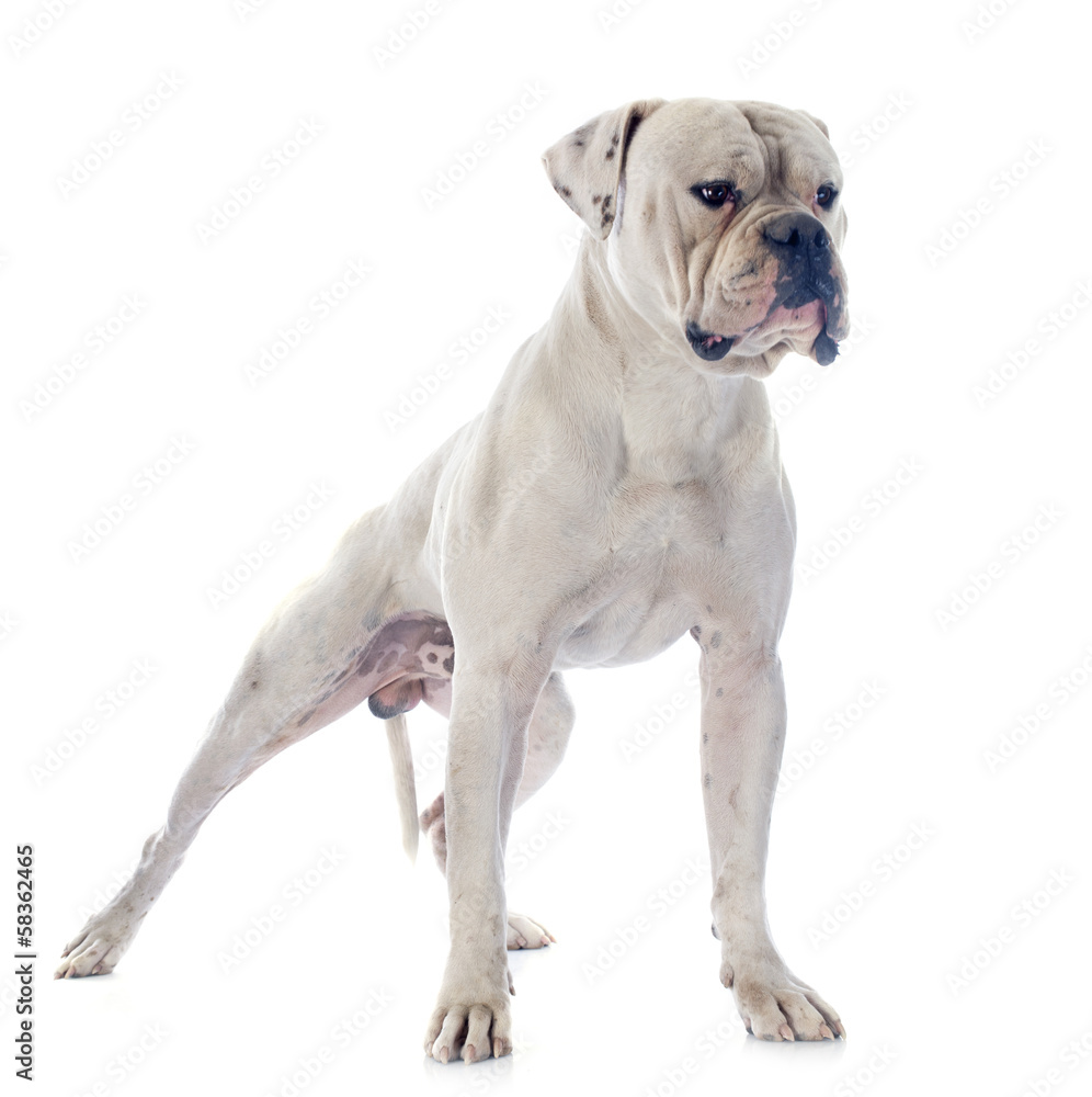 american bulldog