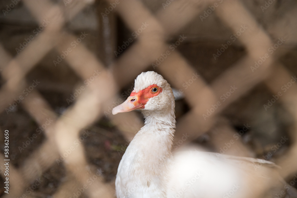 Naklejka premium white duck behind bars in captivity