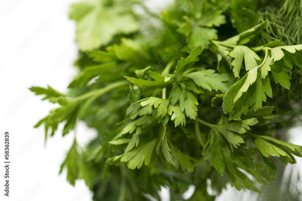 parsley on a white background. macro parsley on a white background. macro