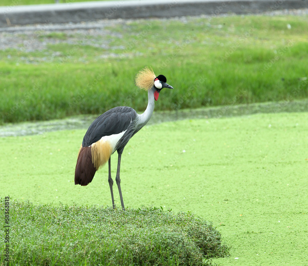 Fototapeta premium Crowned Crane