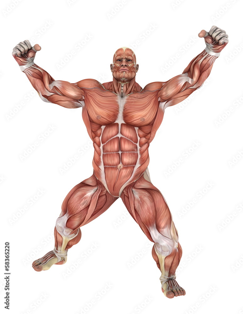 人体 人体