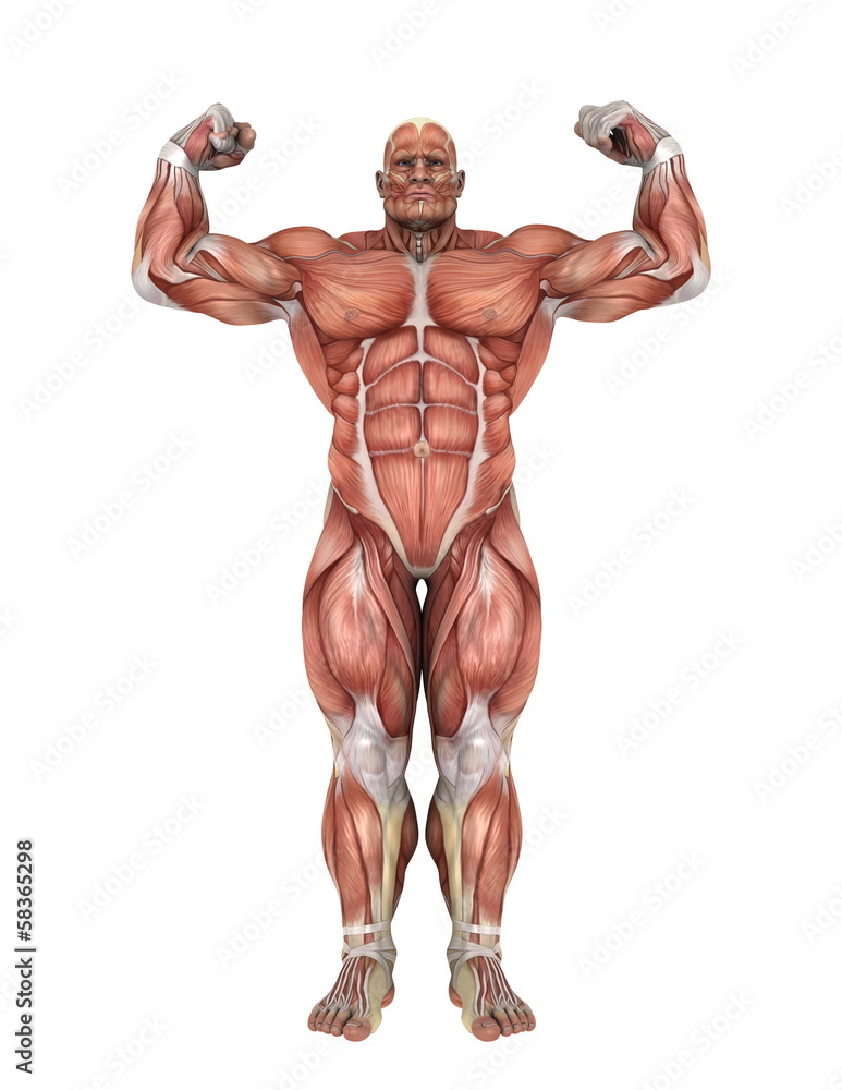 人体 人体