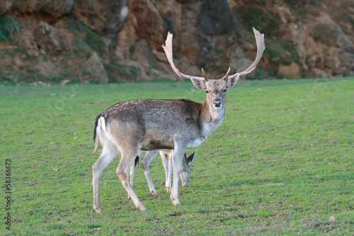 Portrait of white tailed deer  Odocoileus virginianus 