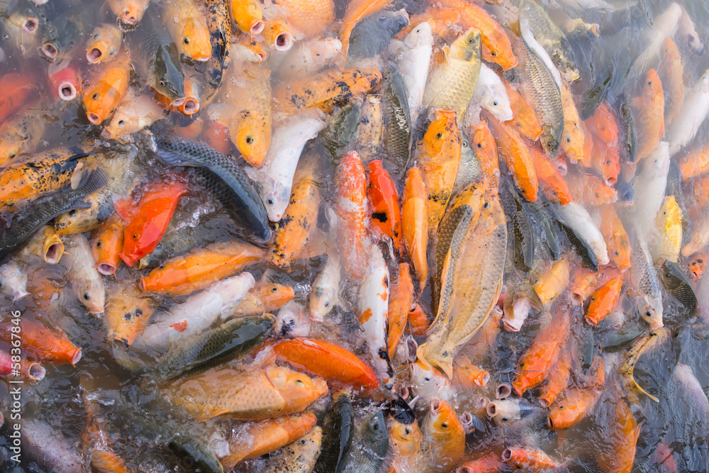 Koi Feeding frenzy Koi Feeding frenzy
