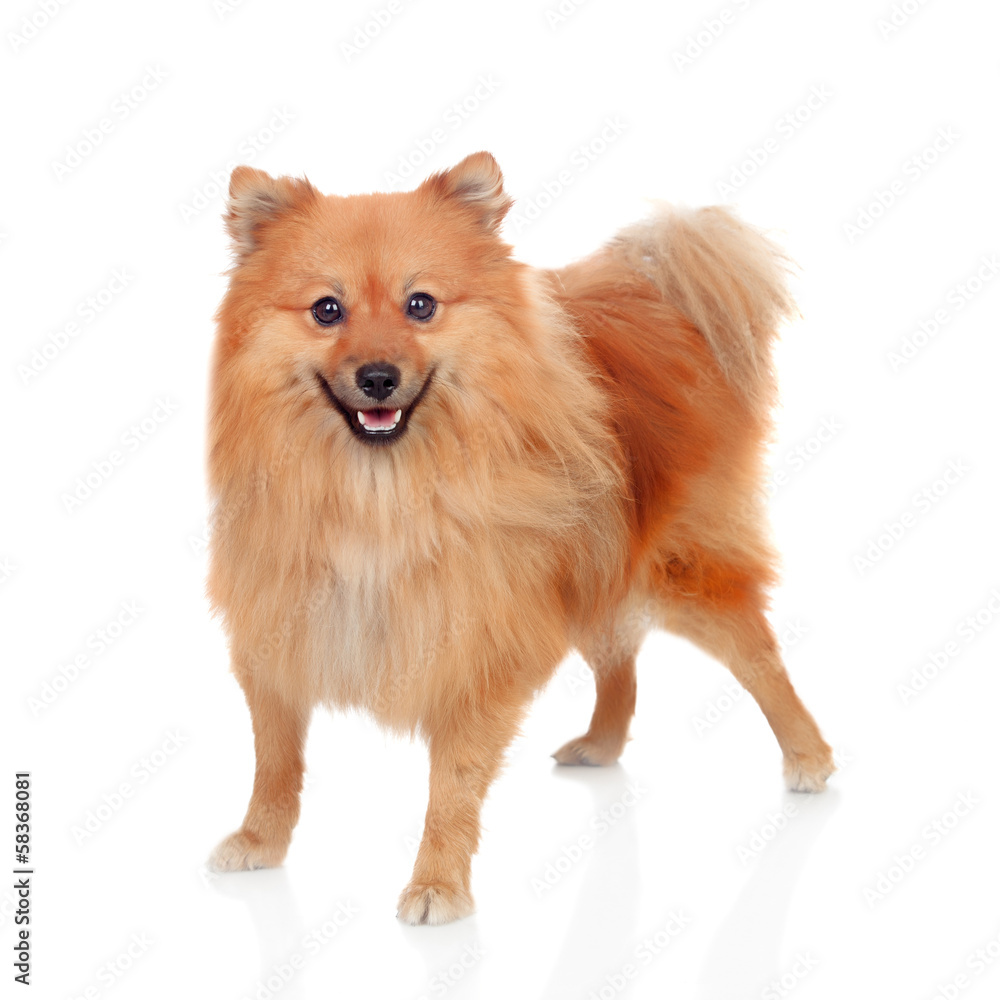 Obraz premium Beautiful Pomeranian dog