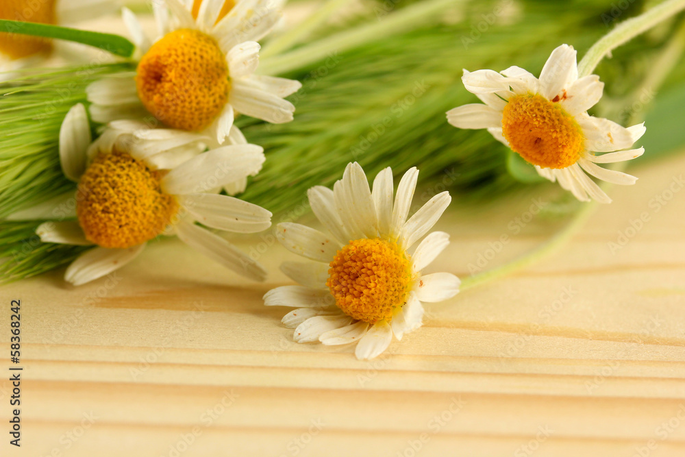 Obraz premium Green spikelets and wild camomiles, on wooden background