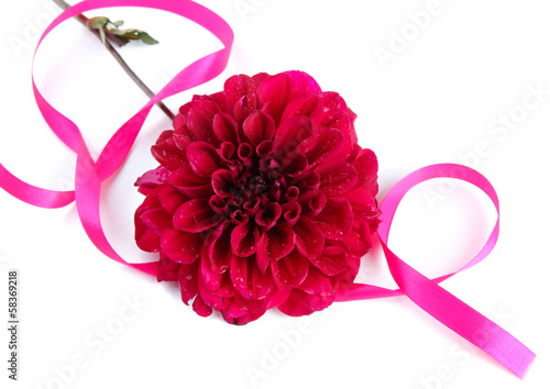 Fototapeta Naklejka Na Ścianę i Meble -  Dahlia flowers with ribbon, isolated on white