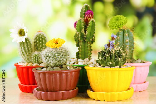 Cactuses in flowerpots with flowers, on green nature background