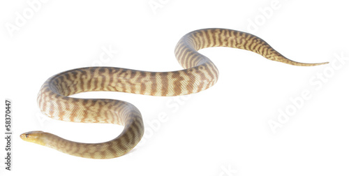 woma python on white