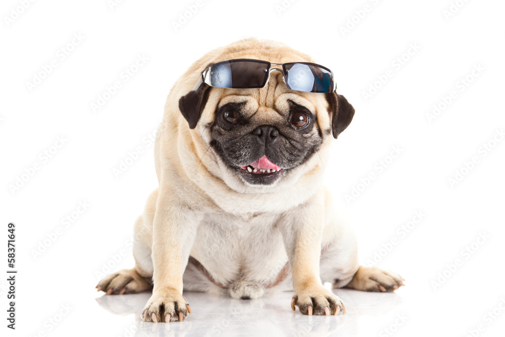 pug dog glasses isolated on white background