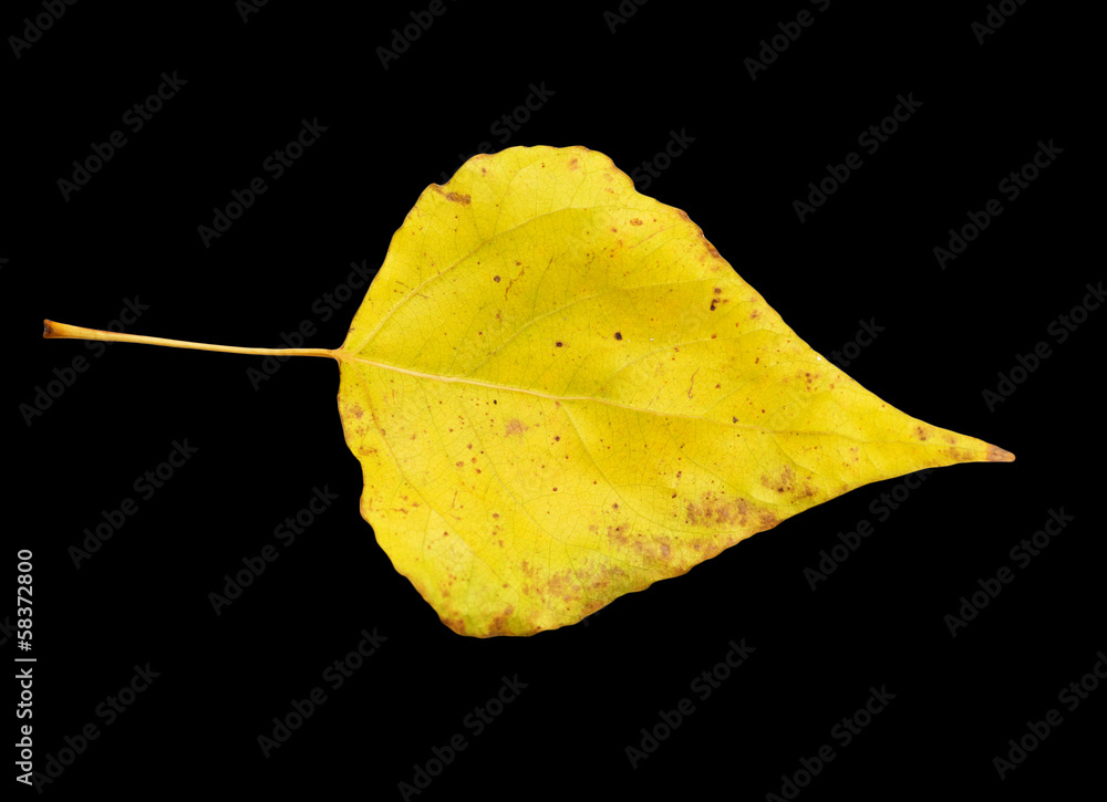Fototapeta premium yellow leaf on a black background