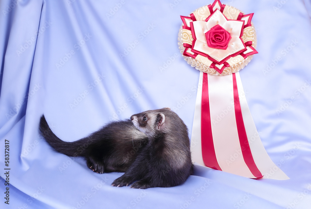 Young sable ferret with award