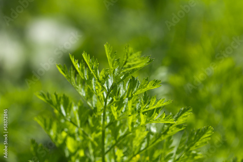 background carrot tops