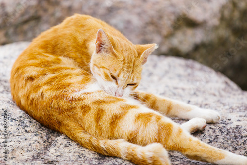 Street cat lying on the rock