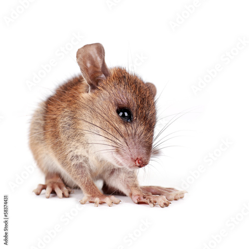 Brown rat, Rattus norvegicus, captive,pathogen carrier, on white