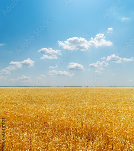 field with golden harvest under clouds in sky