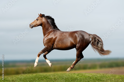 pony in field galloping
