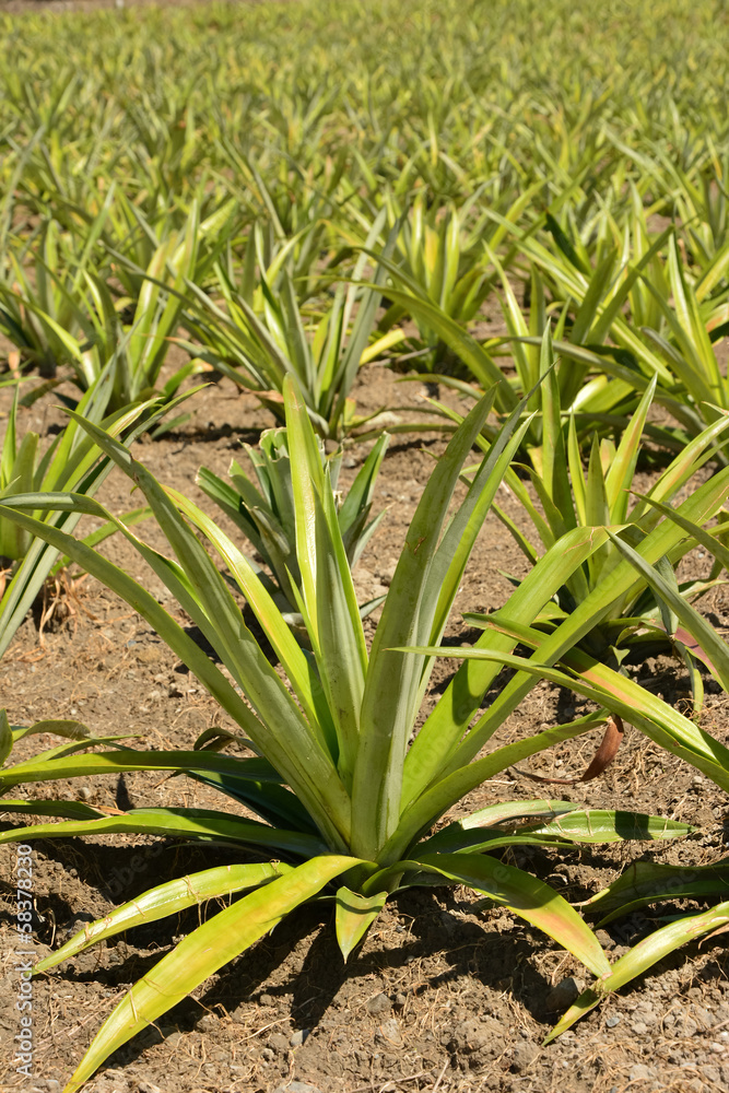Obraz premium Pineapple farm