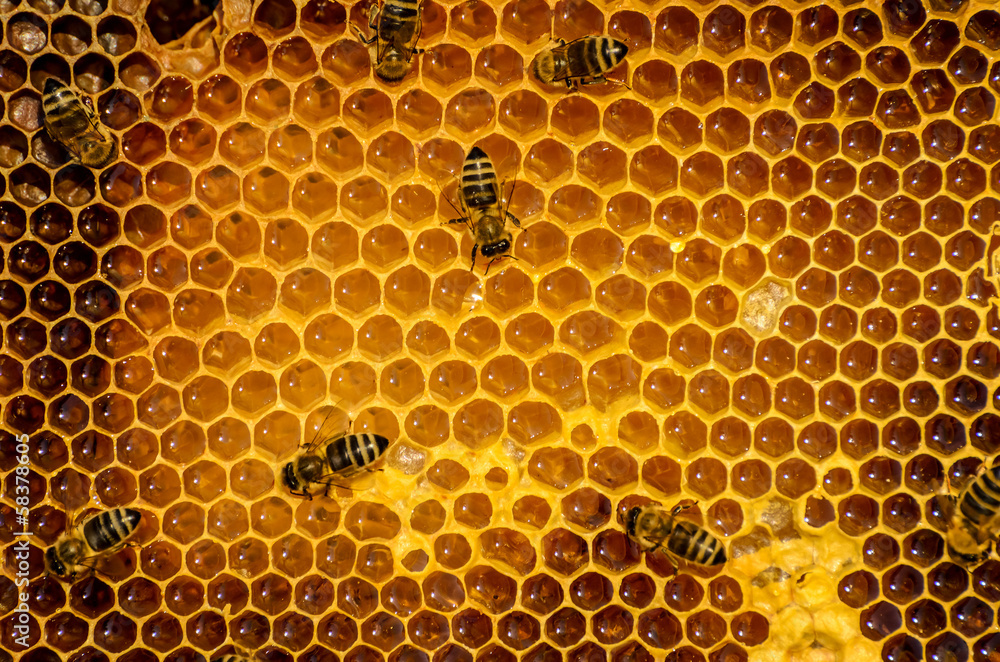 Bees work on honeycomb Bees work on honeycomb