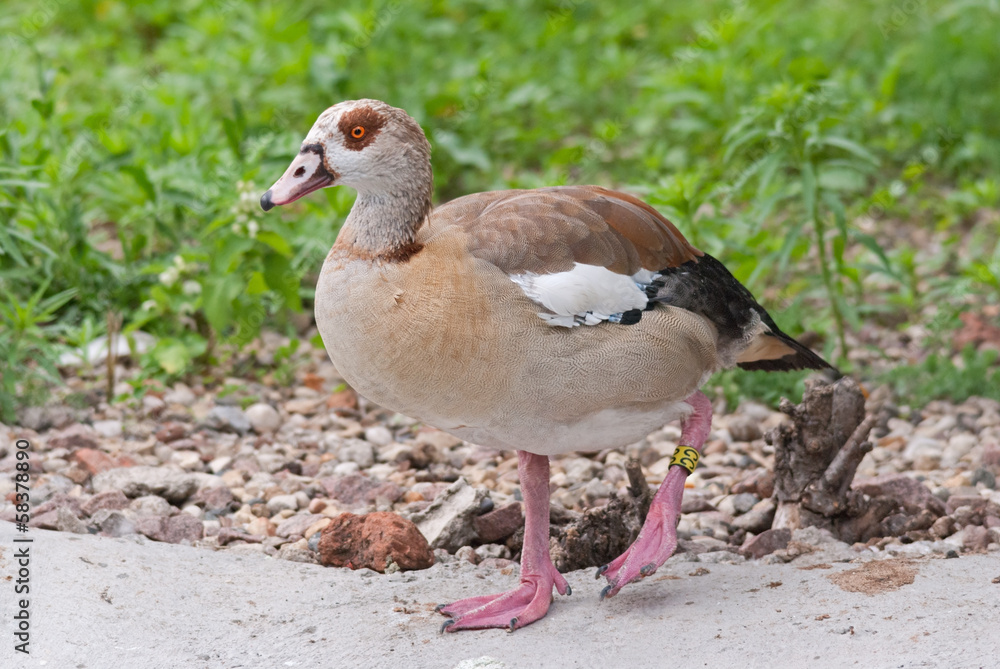 An Orinoco goose (Neochen jubata)