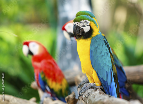 Colorful macaws