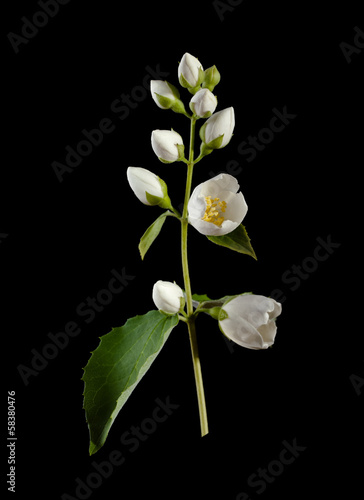 White flower (jasmine)