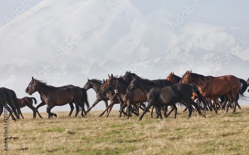  herd of horses runs against the snow-covered mountain