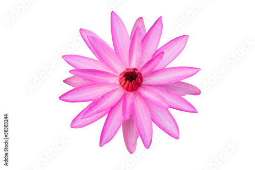 pink lotus isolated on white background