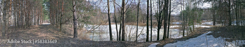 Panorama of the forest in the early spring