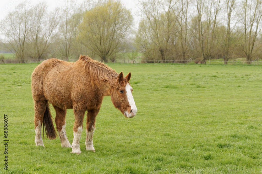 Fototapeta premium cheval