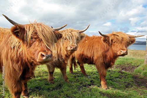 Εκτύπωση καμβά Close up of scottish highland cow in field