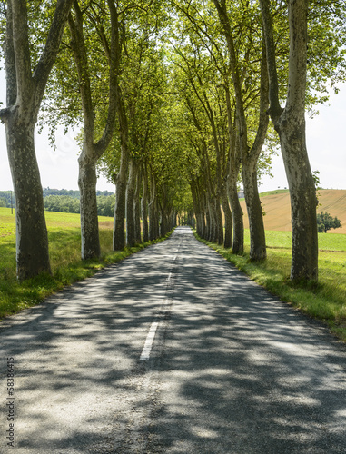 Road near Albi (France)