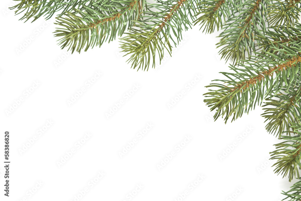 Fichtenzweige Fichtenzweige