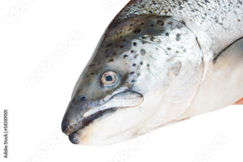 Head of the Atlantic salmon
