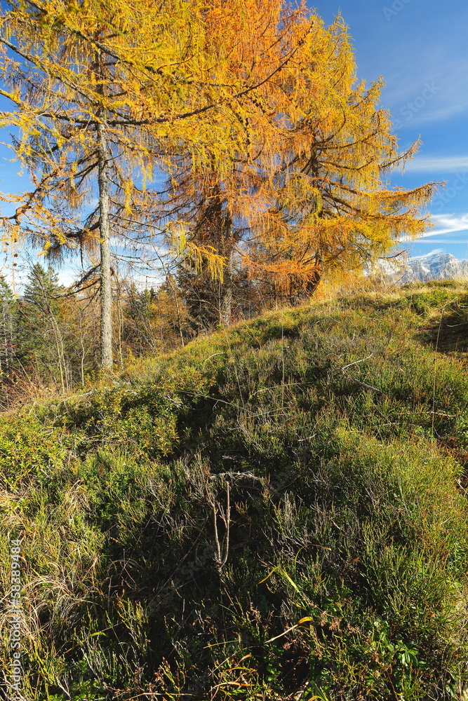Autumn Landscape with larches