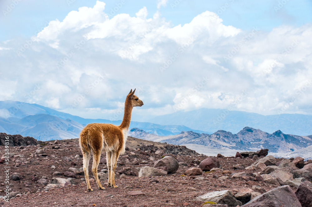 Vicuna (Vicugna vicugna) or vicugna is wild South American camel Vicuna (Vicugna vicugna) or vicugna is wild South American camel