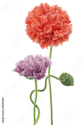 Fototapeta Naklejka Na Ścianę i Meble -  poppy