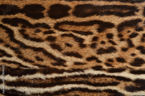 Obraz na plátně closeup of ocelot spotted fur