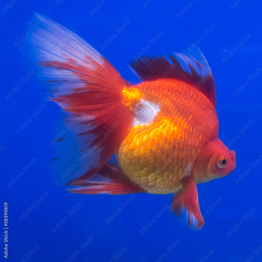 goldfish in the auqarium. goldfish in the auqarium.
