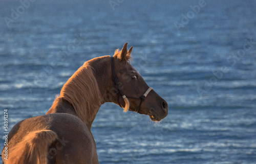 Arabian red stallion