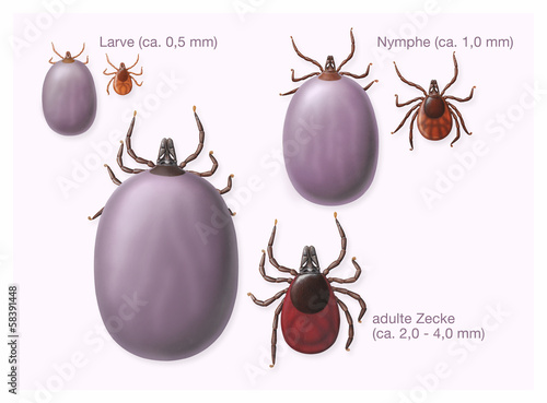 Zecken, normal und vollgesogen (größe und Entwicklung) photo