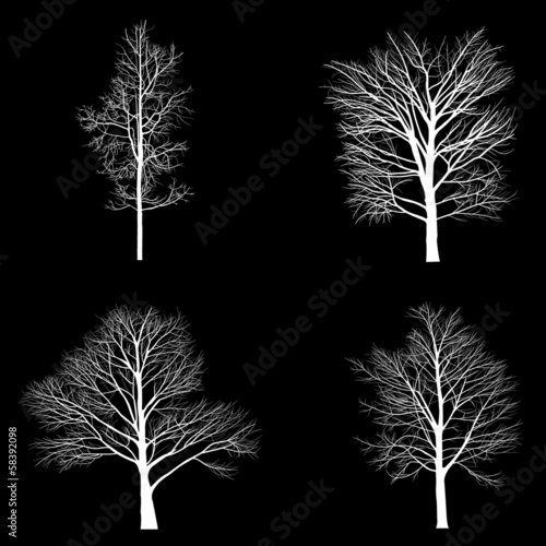 Trees with dead branch