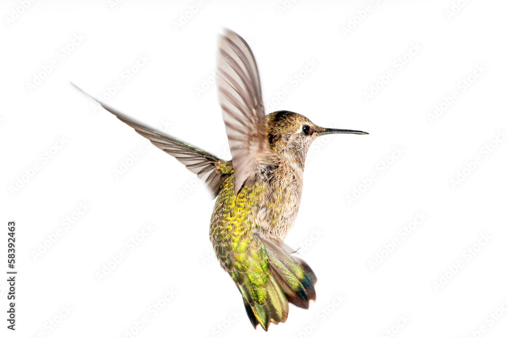 Naklejka premium Anna's Hummingbird in Flight