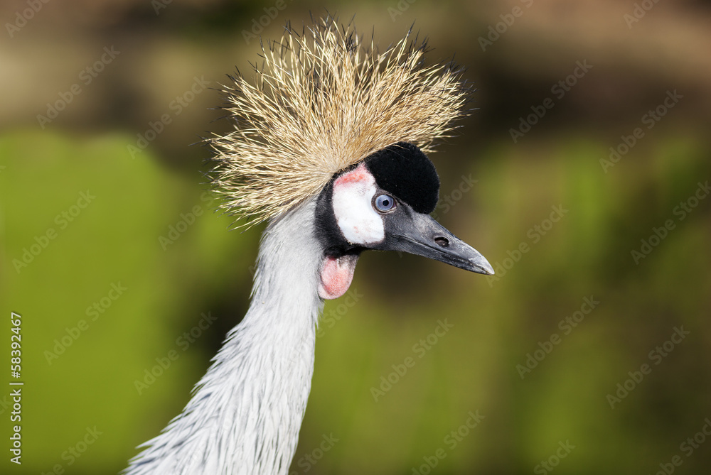 Fototapeta premium Crowned Crane.