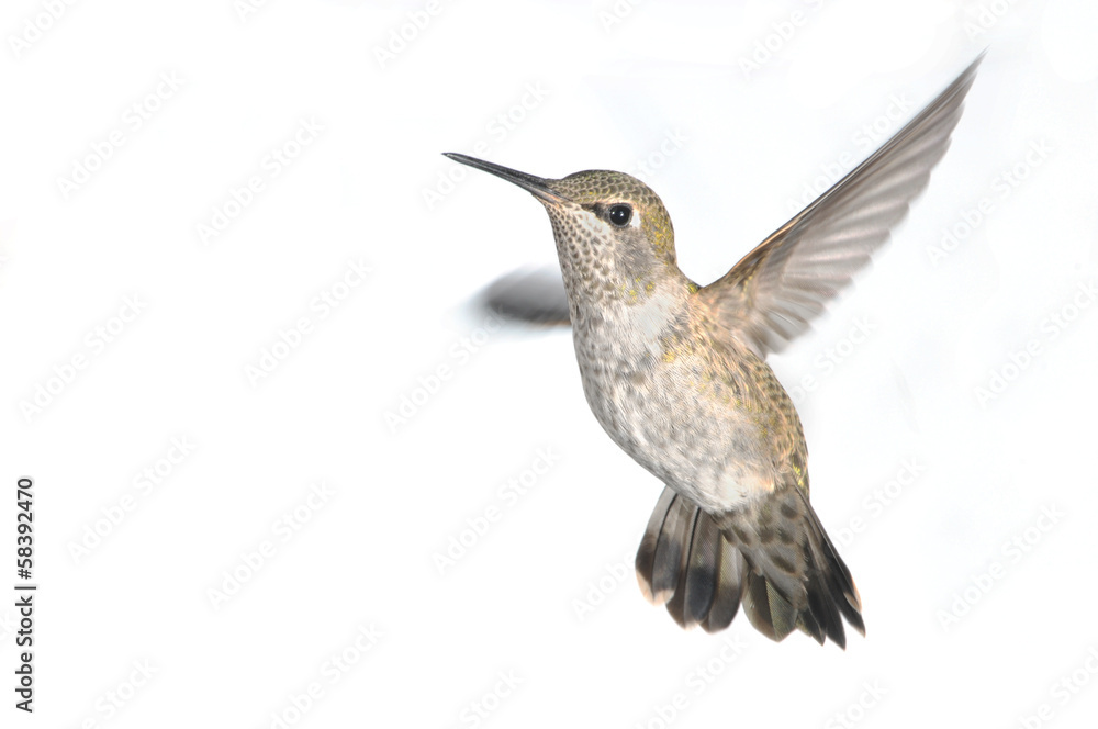 Fototapeta premium Anna's Hummingbird in Flight