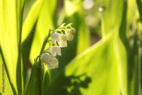 Fototapeta Naklejka Na Ścianę i Meble -  Lily of the valley in the forest