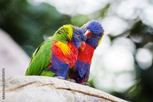 lori Lorikeet