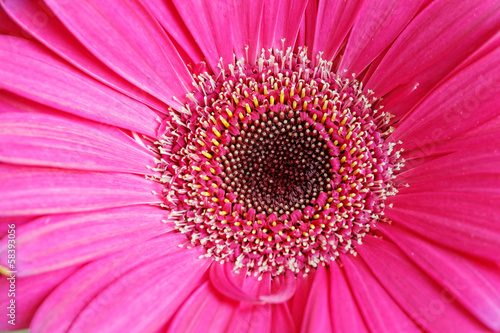 Gerber Flower